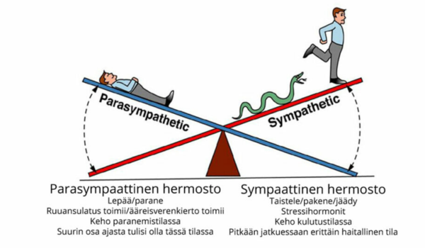 Sympaattisen ja parasympaattisen hermoston tasapainottelu.
